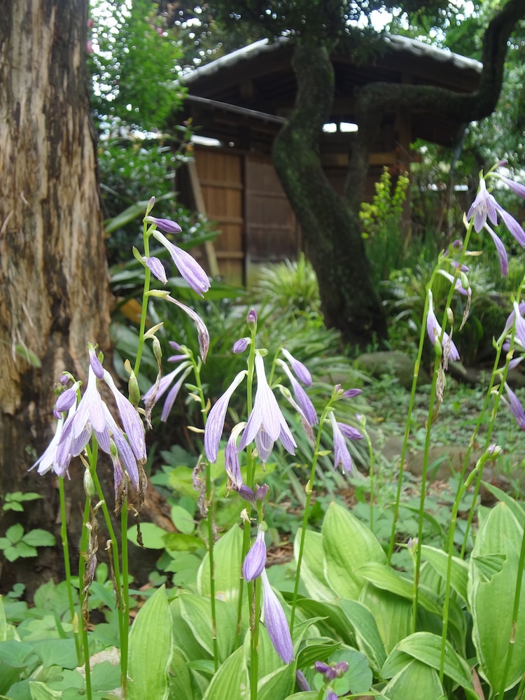 木香庵 東京