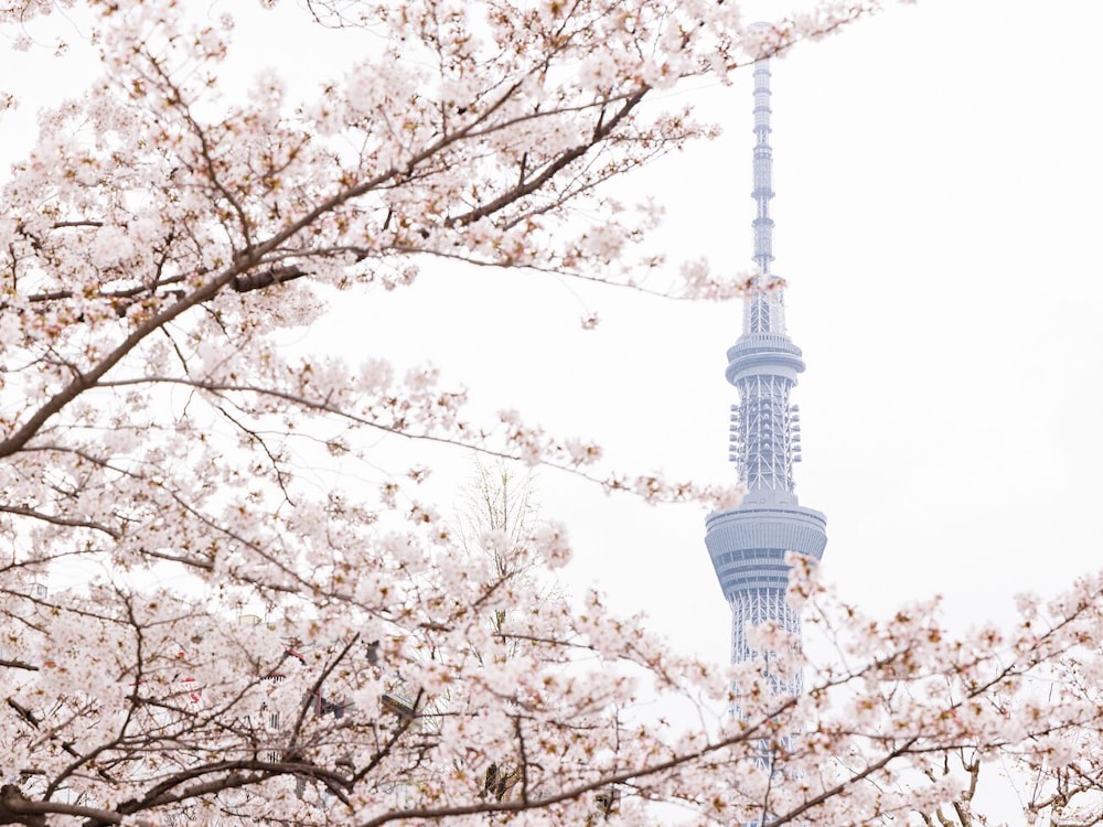 ロッテシティホテル錦糸町 東京