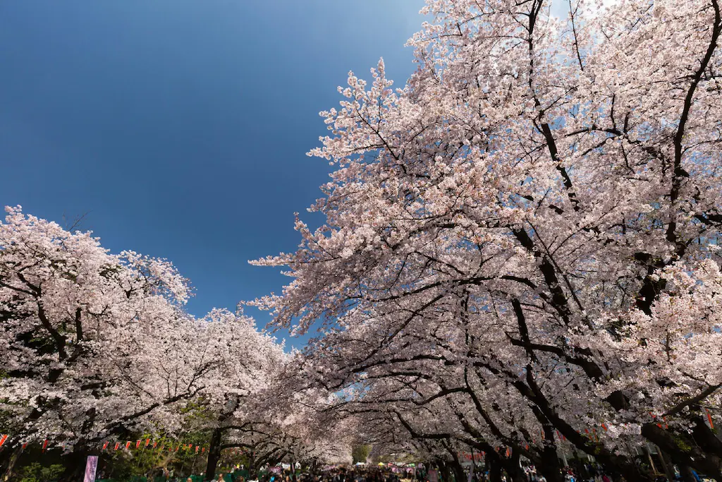 東京SA旅館 東京