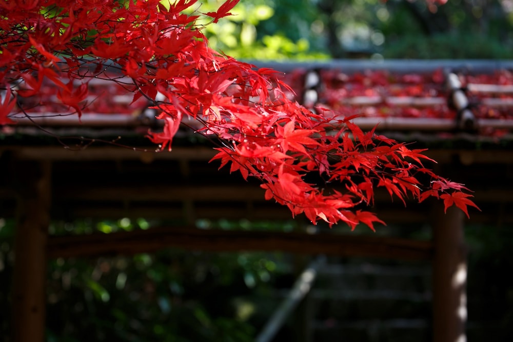 中の坊 瑞苑 - 大人限定 神戸