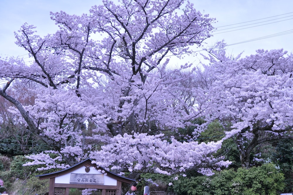 有馬きらり 神戸