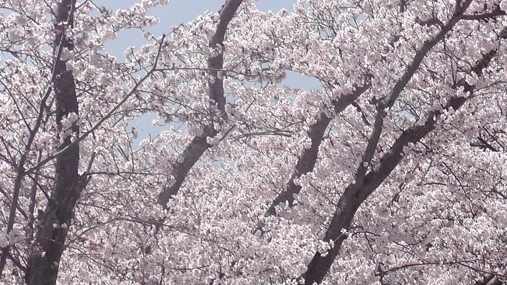 日光園 神戸