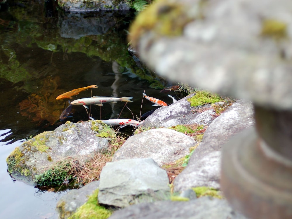 箱根きのくにや旅館 箱根