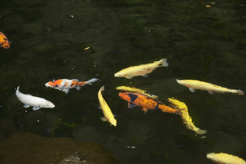 箱根湯本温泉 天成園 箱根
