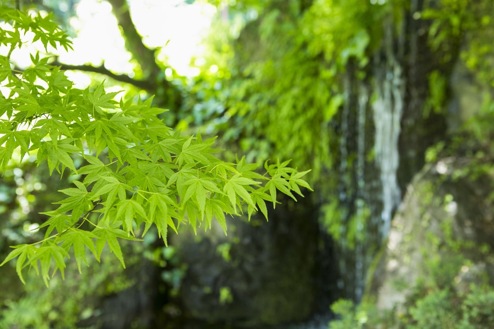 ゆがわら万葉荘 箱根