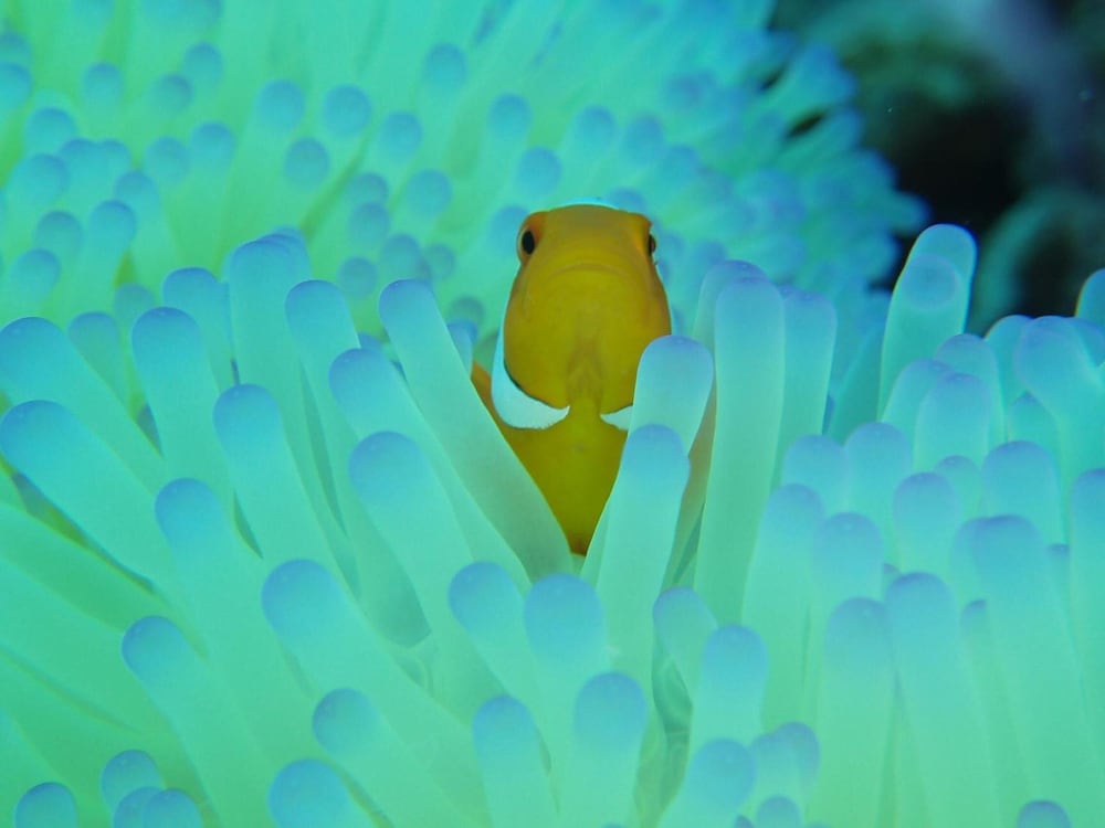 ペンション海のなかま 石垣