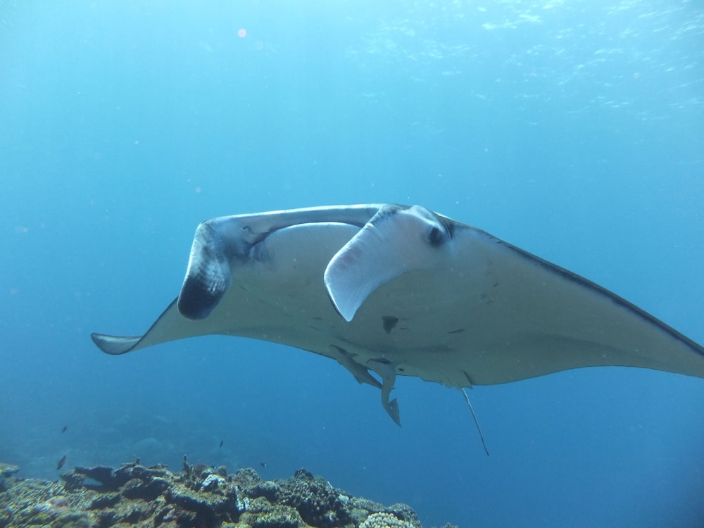 ペンション海のなかま 石垣
