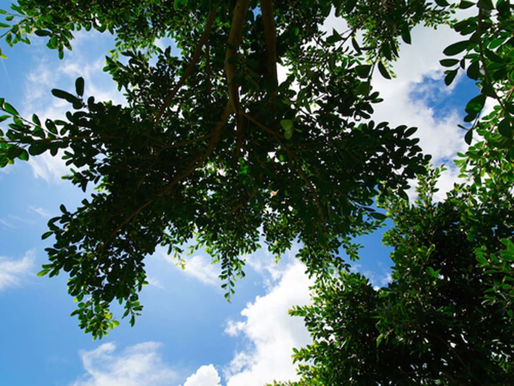 石垣島サン・グリーンリゾートホテル 石垣