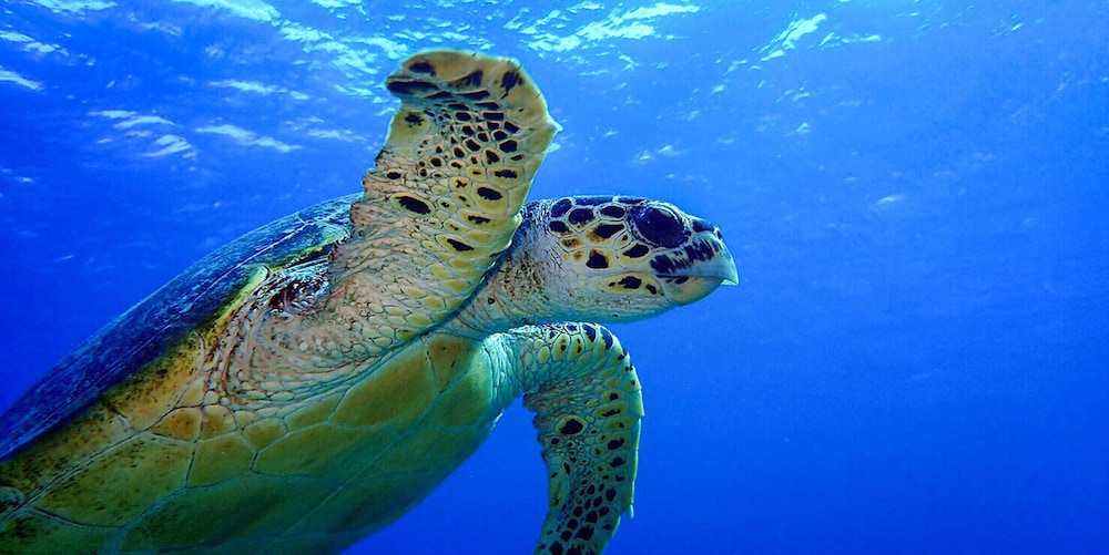 ゲストハウスえみっくす石垣島 石垣