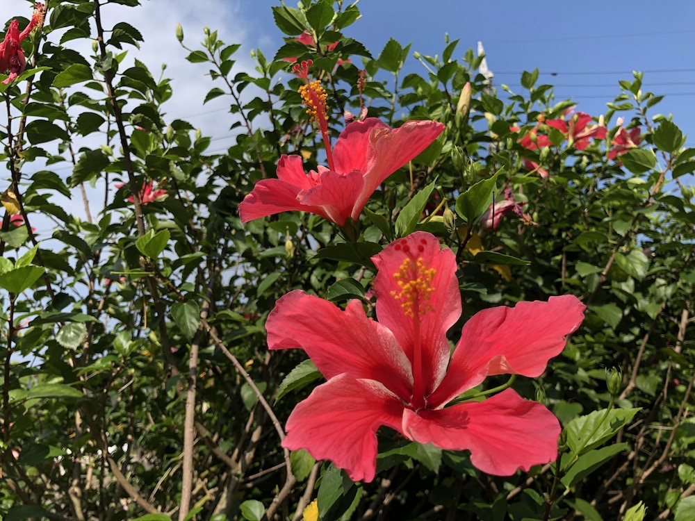 パイヌシマ リゾート コーラルフィッシュ 石垣