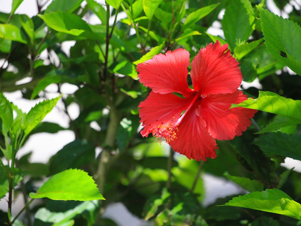 燦鐘苑 マーペーの宿 石垣