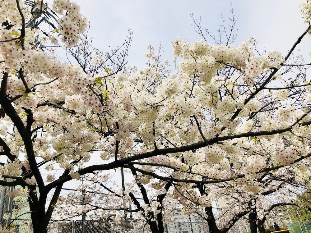 MASARU HOUSE 大阪
