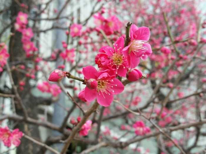 HOTEL SAKURA - HOSTEL 大阪