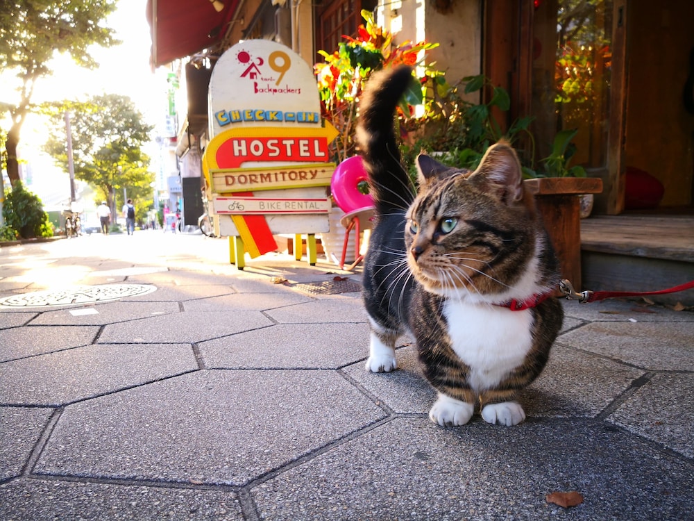 谷 9 バックパッカーズ大阪 大阪