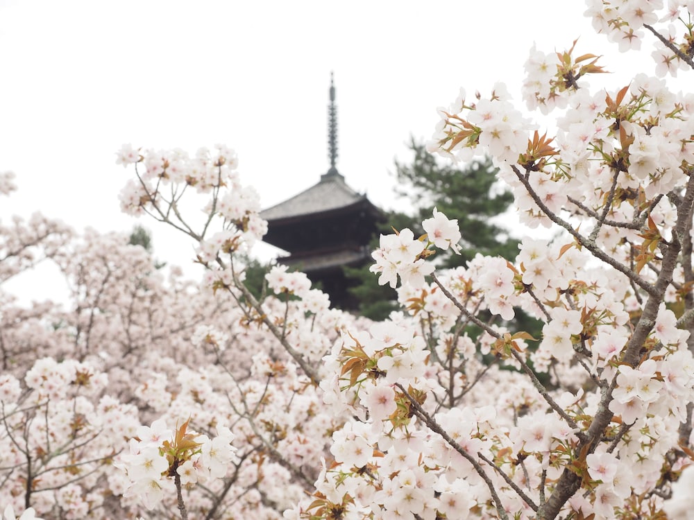 京町家コテージ KARIGANE 京都