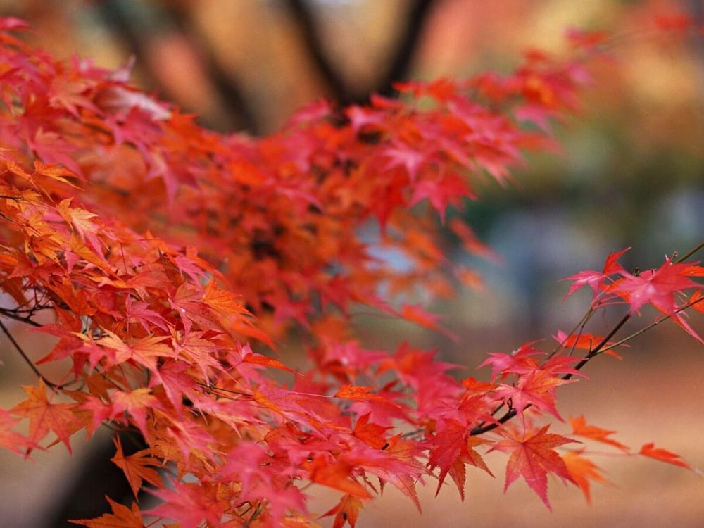 京都シャラガム 京都