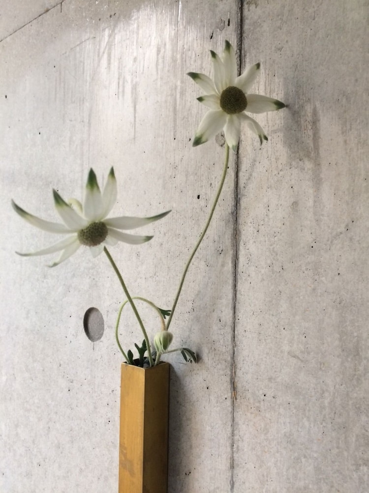 藤華 京都