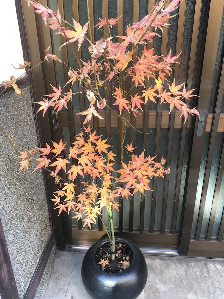 京都西陣 ゲストハウス和音 京都