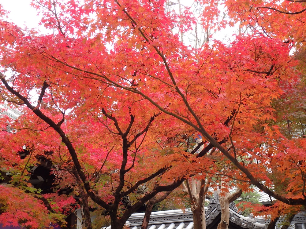 京の宿 西大路 京都
