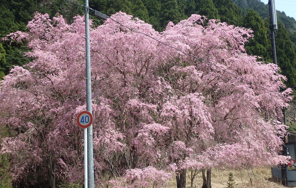 京の宿 西大路 京都