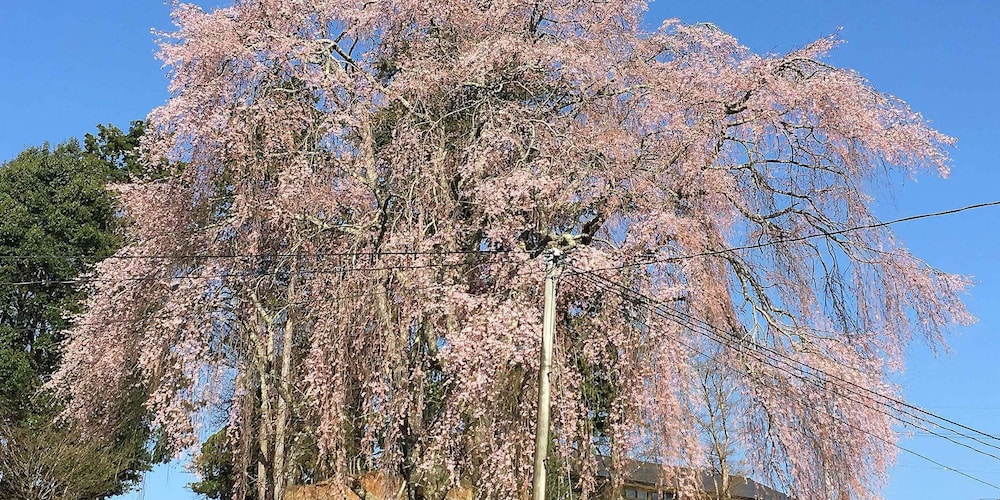 徳平庵 京都