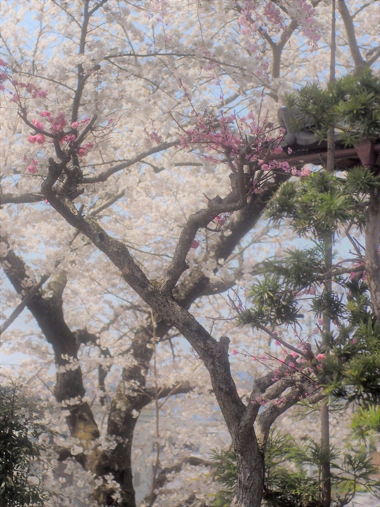 BISHAMON HOUSE 京都