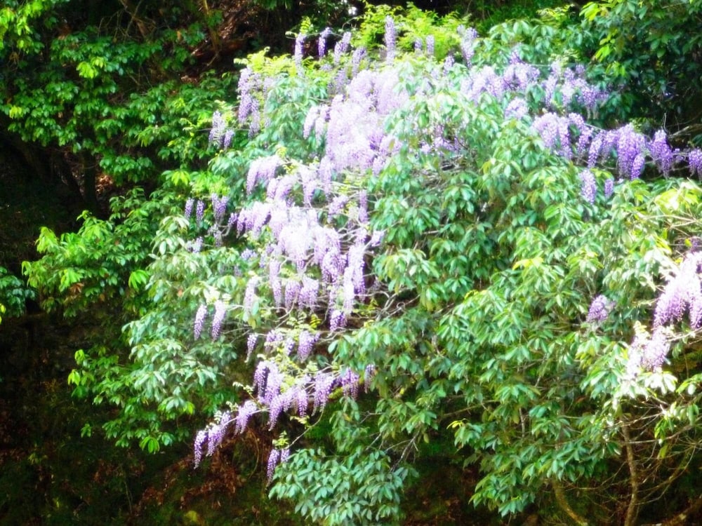 高雄観光ホテル 京都