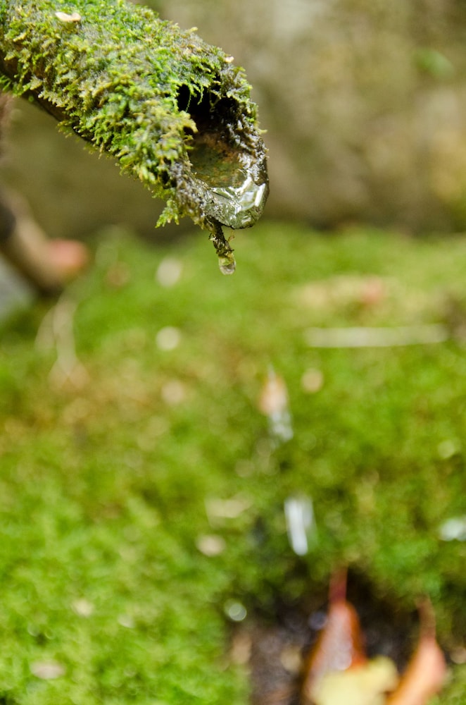 魚山園 京都