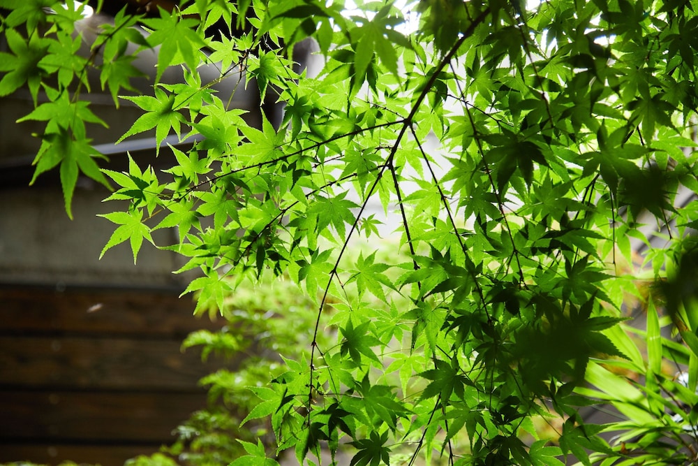 丸京学林庵 京都