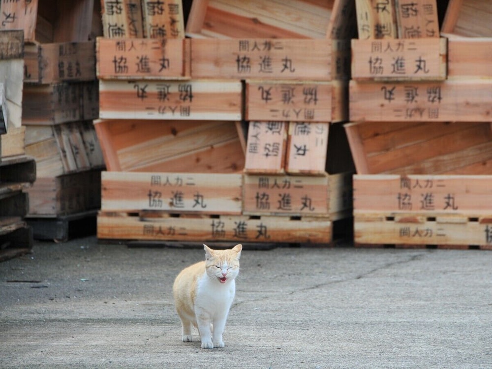 昭恋館 よ志のや 京都