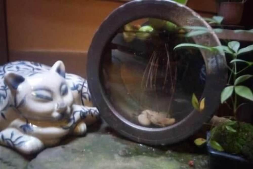 ゲストハウス金魚家 京都