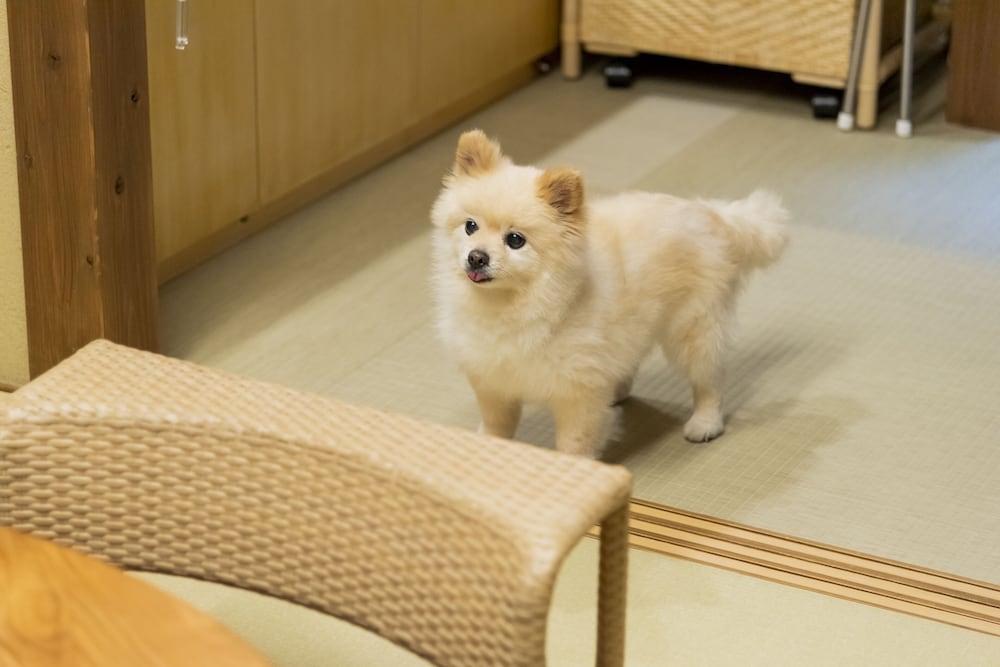一条かりん 京都
