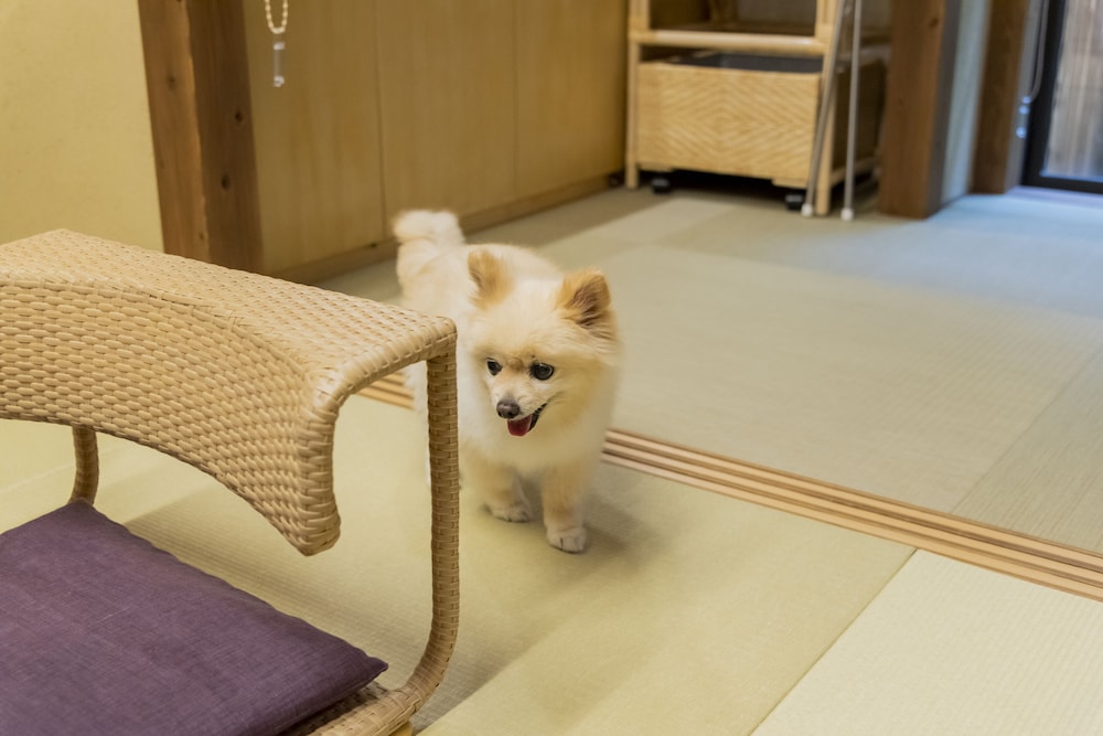 一条かりん 京都