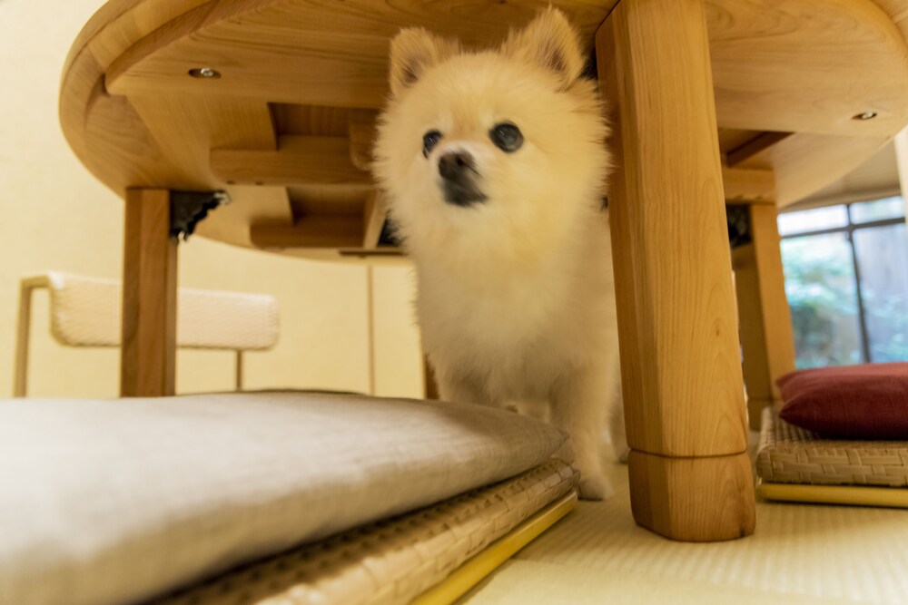 一条かりん 京都
