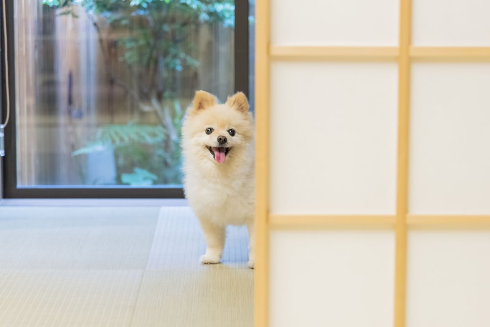 一条かりん 京都