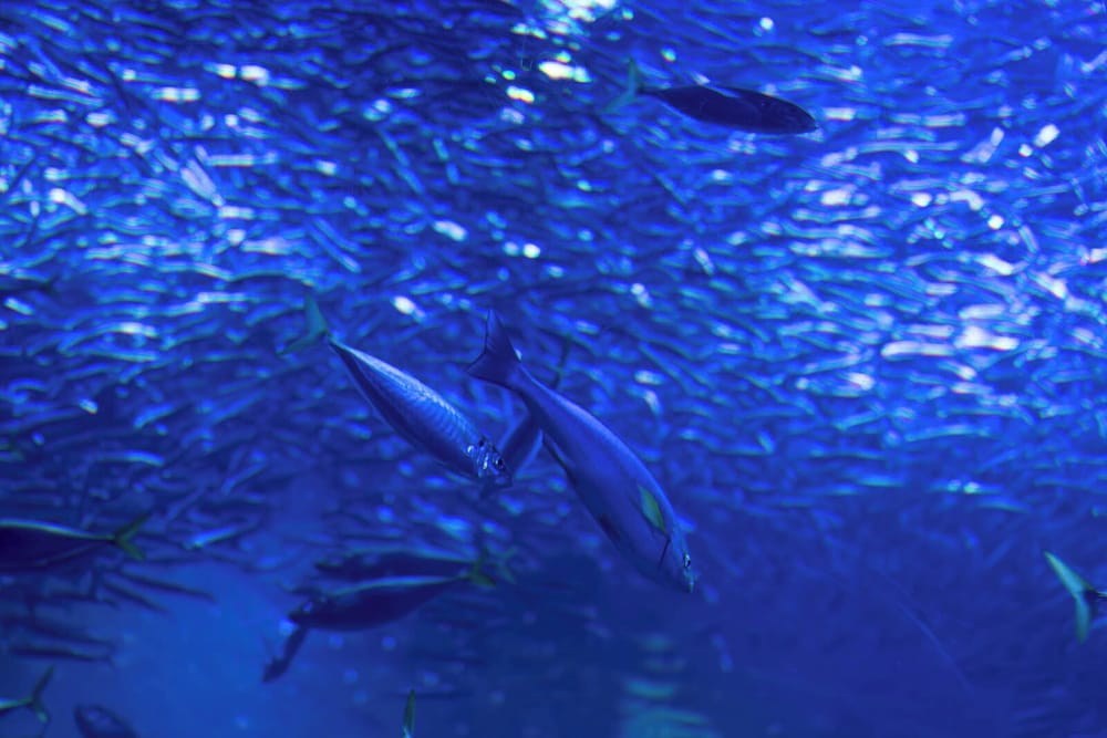 STAY SAKURA KYOTO 東本願寺Ⅰ 京都