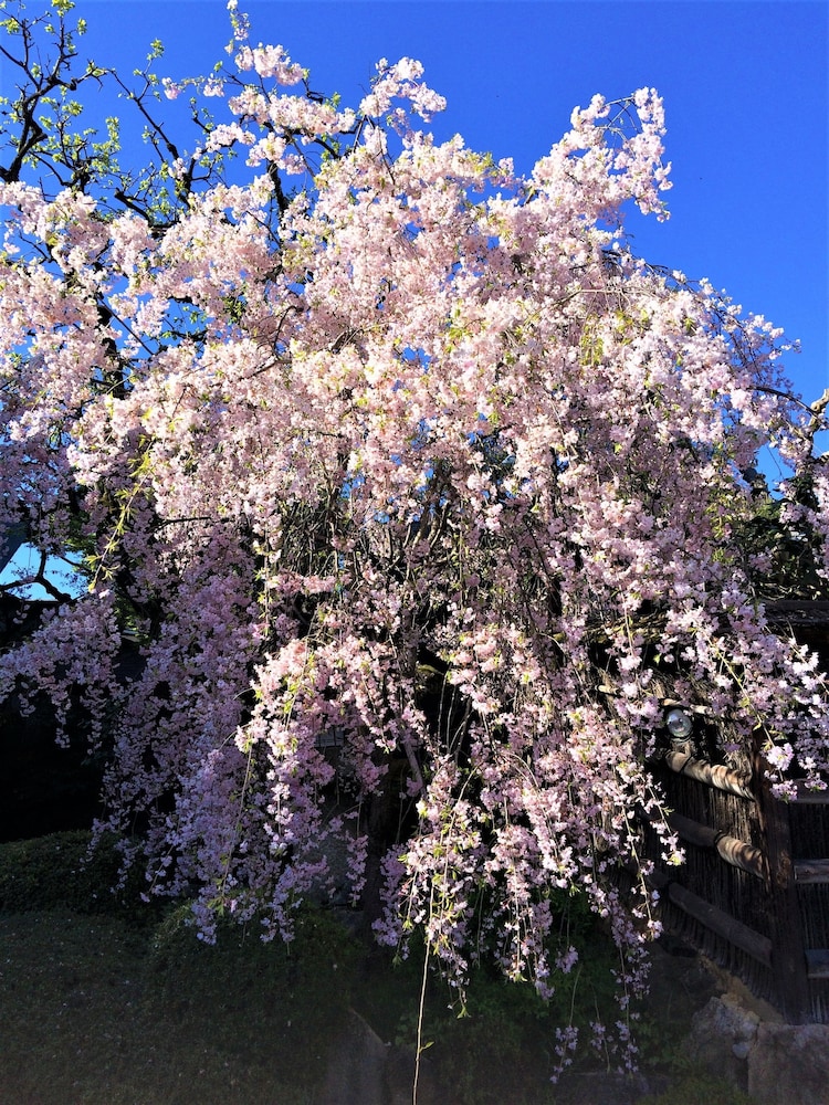 旅館 然林房 京都