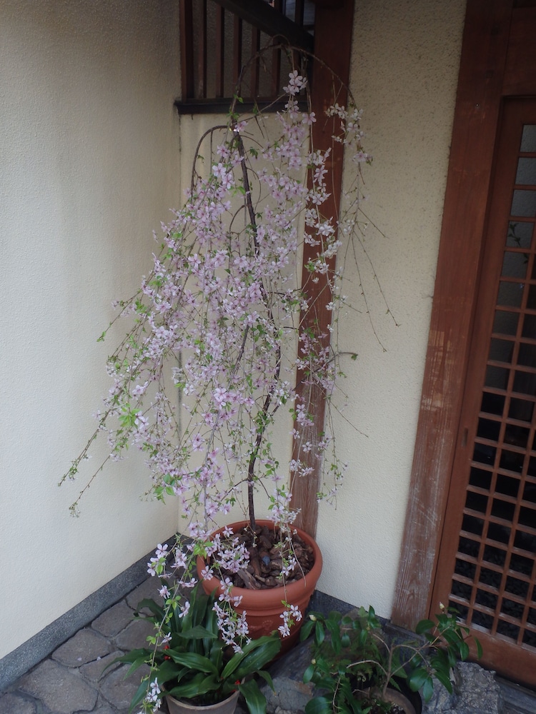 禿庵 京都