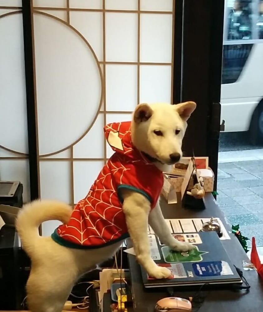 雅順 京都