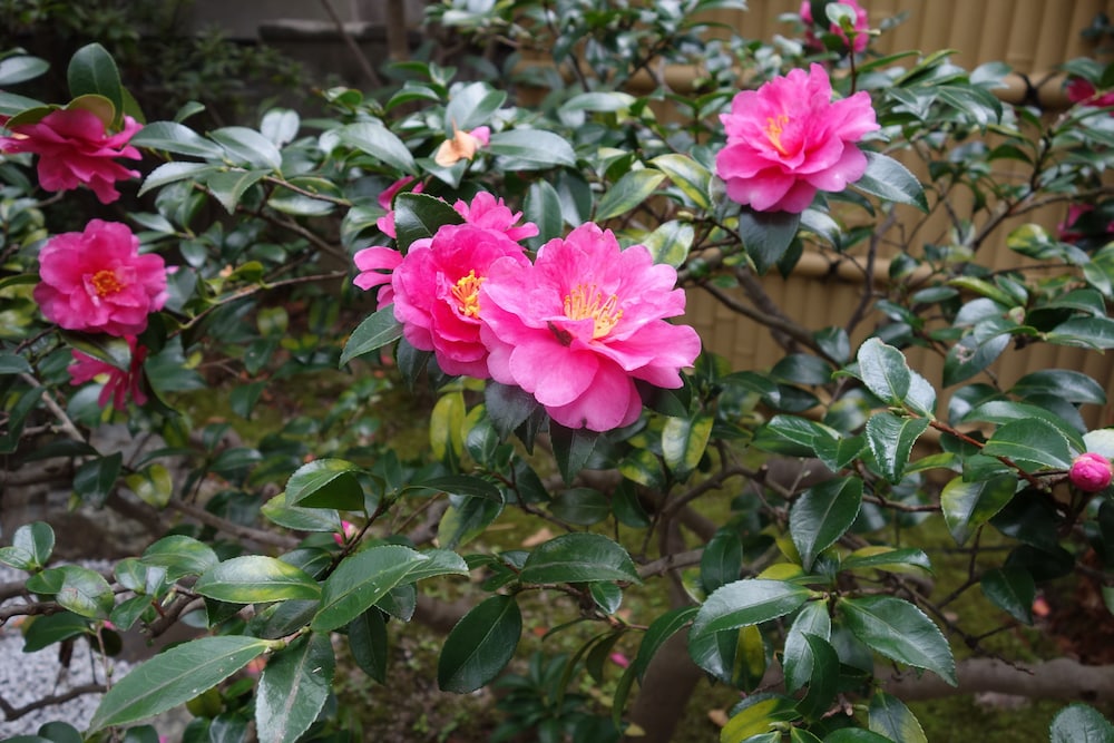 京町家ステイ 和華 伏見稲荷邸 京都