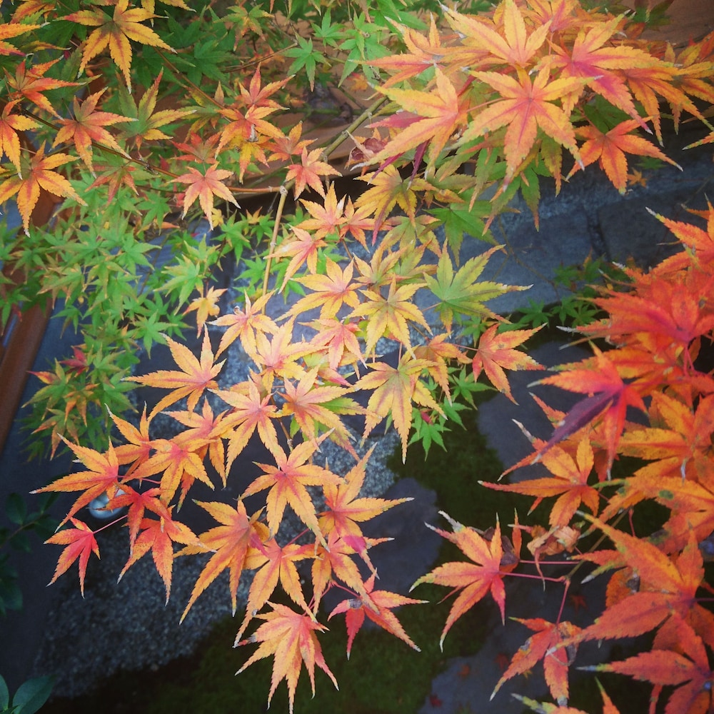 柚の木庵 京都
