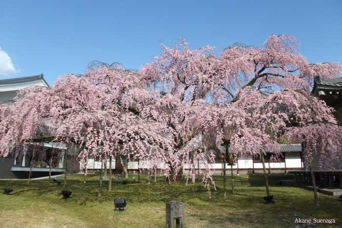 KYOTO HOME 東九条 京都