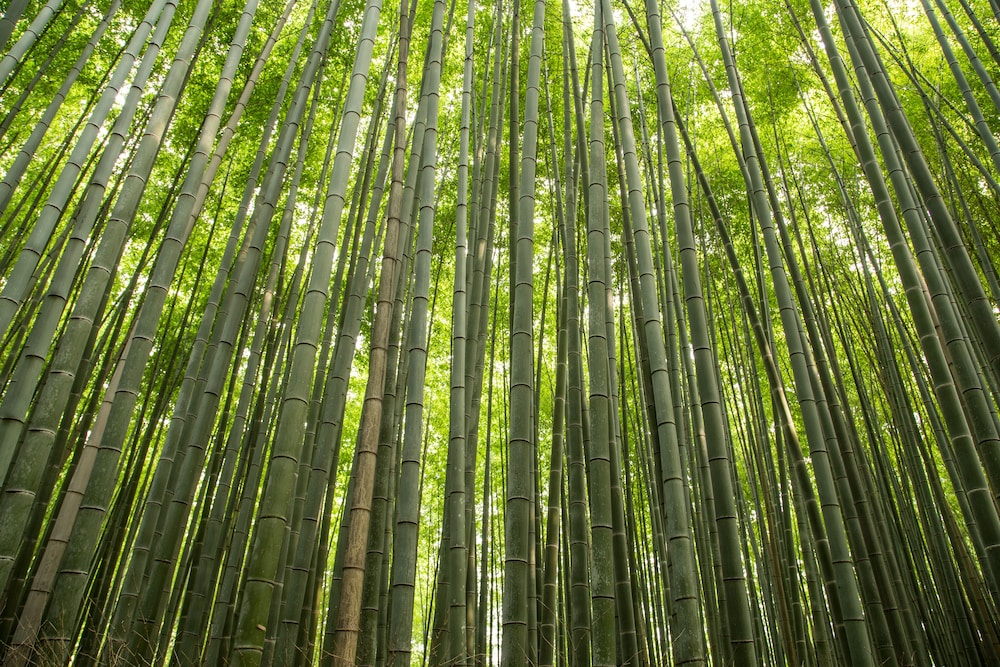 木蘭ホステル 京都