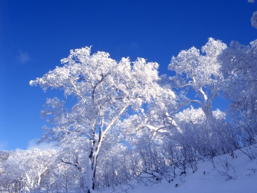 登別 石水亭 札幌