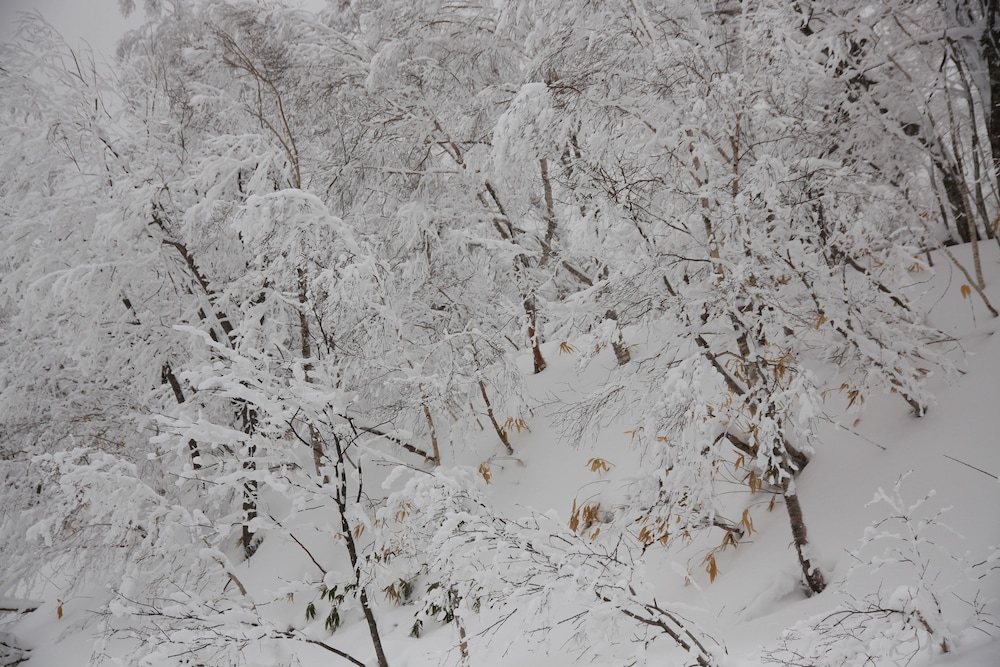 花鐘亭はなや 札幌