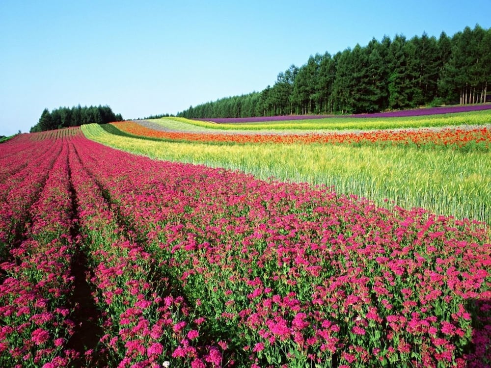 天然温泉 紫雲の湯 ラビスタ富良野ヒルズ 札幌