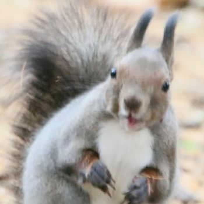 VILLA KARUTA NEO-JAPANESQUE FOR VACATION STAY IN SAPPORO 札幌