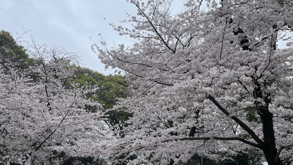 札幌 えんじゅ 平岸 札幌