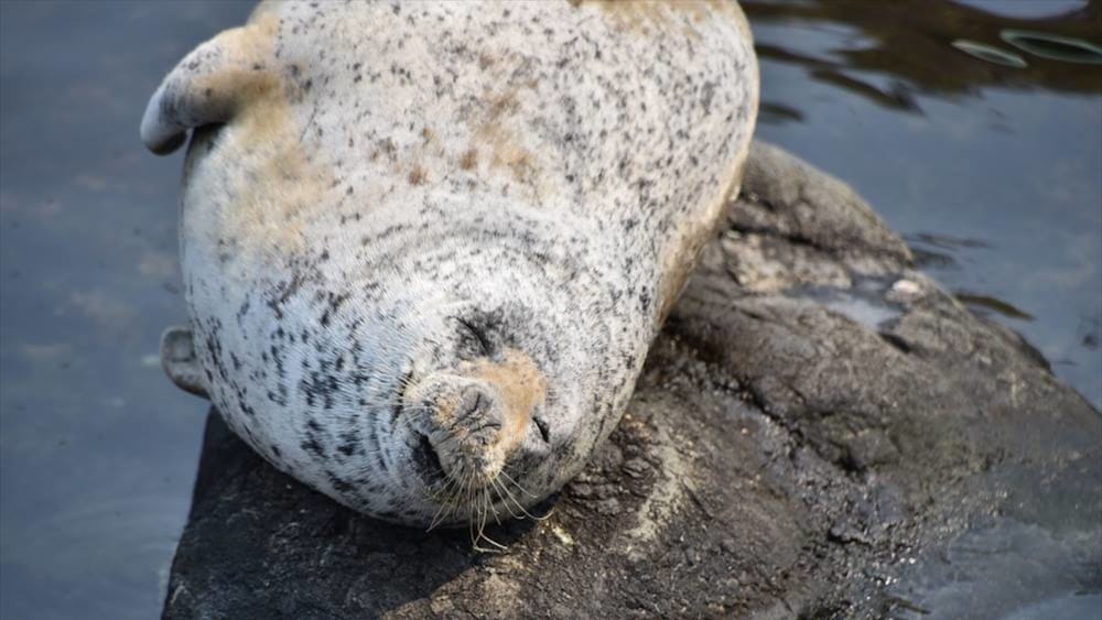 グリッズプレミアムホテル小樽 札幌