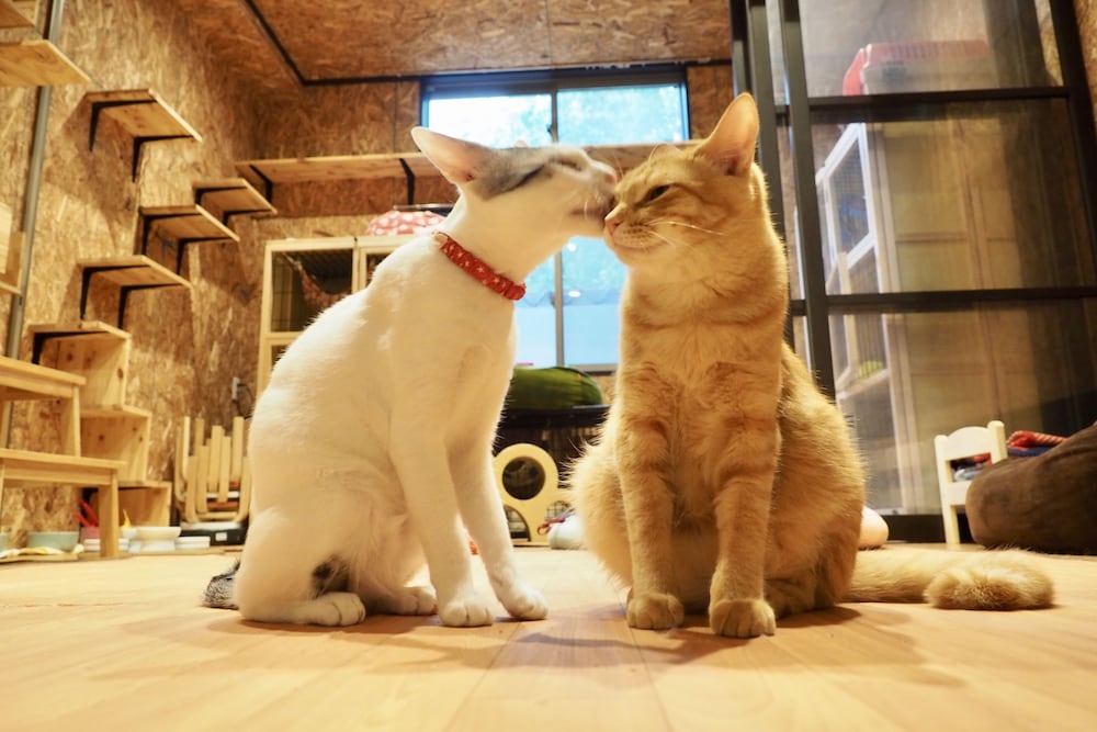 ねこ蔵ホステル 福岡